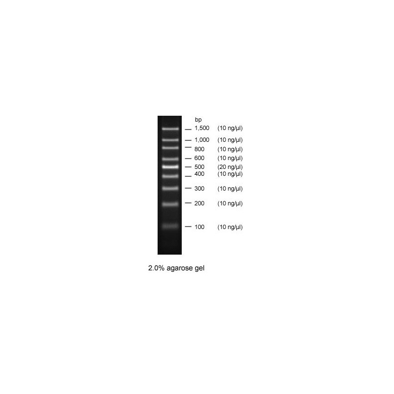 100 bp DNA Ladder 500 podań, 9 prążków, stężenie: 500ng/5ul, Ready-to-Use™