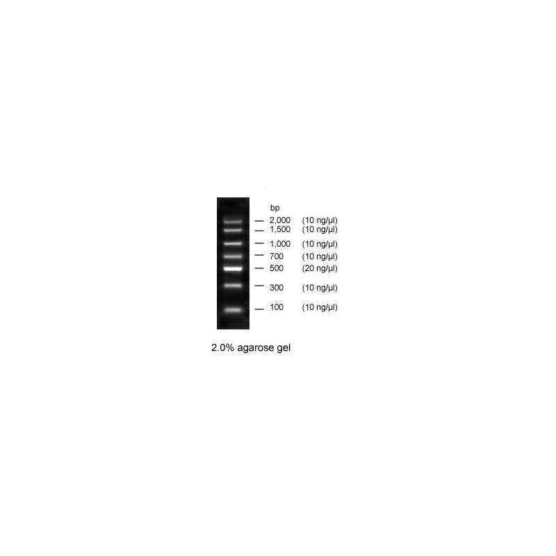 PCR DNA Ladder 100 podań, 7 prążków, stężenie: 400ng/5ul