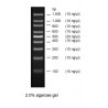 100 bp DNA Ladder, 100 podań, 9 prążków, stężenie: 500ng/5ul, Ready-to-Use™