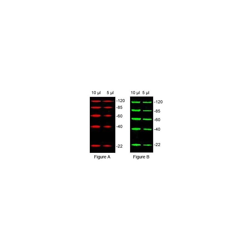 Protein Marker for Fluorescent Western Blotting, Ilość: 100 podań