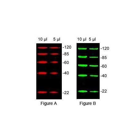 Protein Marker for Fluorescent Western Blotting, Ilość: 100 podań