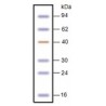 Smart Dual Color Pre-Stained Protein Standard 250ul