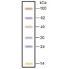 Smart Multi Color Pre-Stained Protein Standard, ilość: 250ul, od 14 do 100 kDa