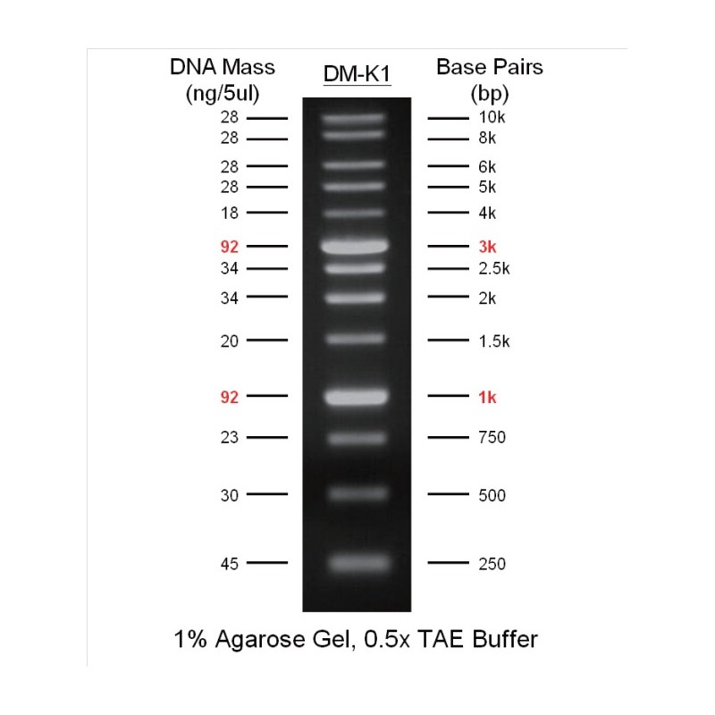 1 kbp RTU DNA Ladder (250 bp - 10 kbp) 100 podań, 13 prążków