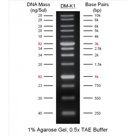1 kbp RTU DNA Ladder (250 bp - 10 kbp) 100 podań, 13 prążków