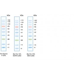 BLUEstain™ 3 Protein Ladder, 10-180 kDa, 5x500µl