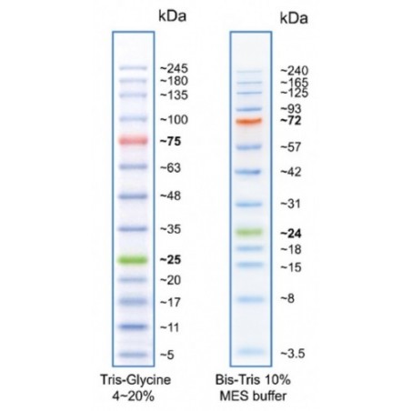 BLUEstain™ 2 Protein ladder, 3.5-245 kDa, 2 x 500ul