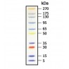Broad Multi Color Pre-Stained Protein Standard 250µl