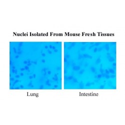 Single Nucleus Isolation Kit for Tissues/Cells, ilość: 20 izolacji