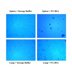 Anti-Clumping Nuclei Storage Buffer (10ml), ilość: 20 izolacji