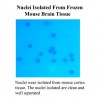 Zestaw Minute™ Single Nucleus Isolation Kit for Neuronal Tissues/Cells (20 preps), nr kat. BN-020, ilość: 20 izolacji