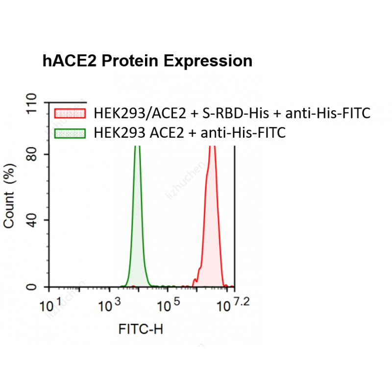 HEK293/ACE2 Stable Cell Line, ilość: 2 vials, nr kat.: M00770